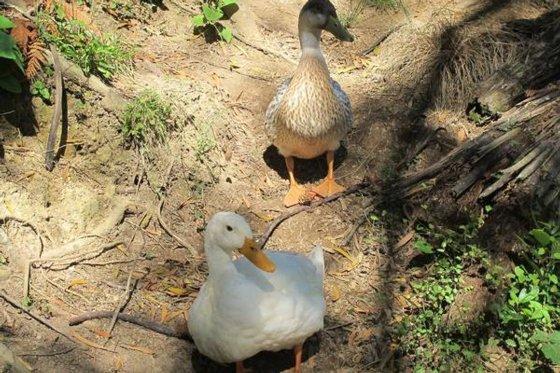 غرايموث Little Paradise & Petting Farm المظهر الخارجي الصورة